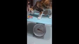 Cat falls off scale during weighing in Mascalucia, Italy