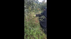 Berkunjung Ke Kebun Pokat