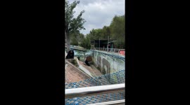 Two black bears caught in a thoughtful moment at Shandong zoo, China