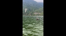 A Seal Afloat on a Log Boat