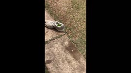 Spider Hiding in Sneaker