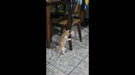 Vídeo gracioso de gatito jugando en casa