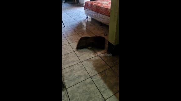 gatito jugando con su camita