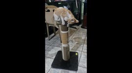 Gato jugando con su masajeador y rascador de uñas