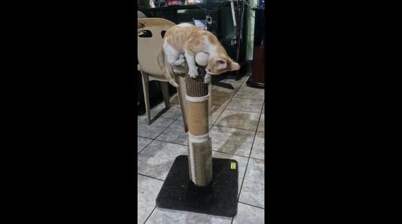 Gato jugando con su masajeador y rascador de uñas