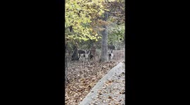 Wait for Me! A young deer races to catch her family as urban life collides with nature