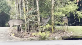 Deer vs. Suburbia: Epic Garden Grazing in Upscale Atlanta Neighborhood