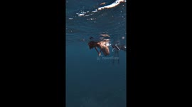 Freediver swims backwards while posing for video only to bash her head on rock