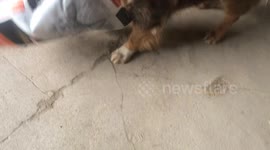 Bodhi gets stuck in the dog food bag