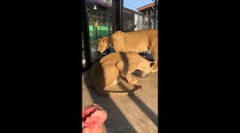 Feeding a Lion By Hand