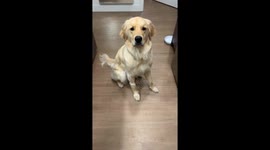 Golden Retriever Doesn't Like Taking Pills