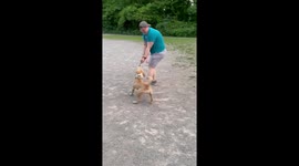 Pitbull Loves to Swing