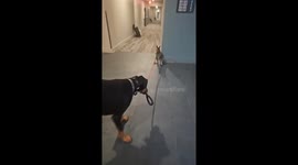 Dog Walking a Wallaby