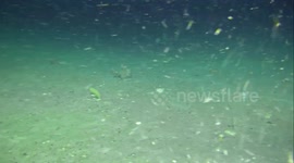 Antarctica: Underwater Robot ‘Lassie’ Reveals Geometric Icefish Nests Off Antarctica