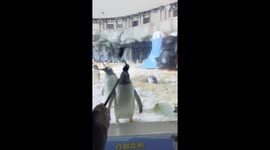 The Penguin’s Impersonation Show