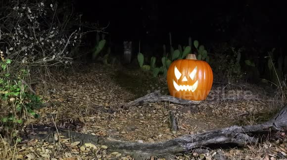 Mountain lion walks by Jack-O-Lantern set up