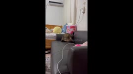 Startled cat leaps in fright after owner’s prank noise