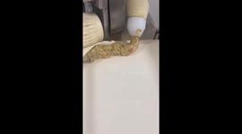 Watch baozi being made in seconds at a factory in China