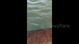 Playful Fish “Spits” at Man Filming by the Riverside in Fujian, China