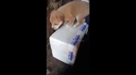 Puppy struggles to balance on a wobbly box in Shandong, China