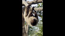 A beautiful Sloth Pup with mum exploring her enclosure at Banham Zoo