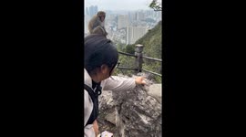 Monkey peels egg at Qianling Mountain, Guizhou, China