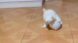 Cat struggles to climb white balloon in Jiangsu, China