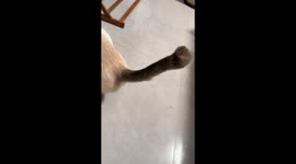 Cat’s tail amusingly follows owner’s movements in Fujian, China