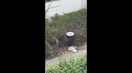 Cat keeps nursing from dog in Zhejiang, China