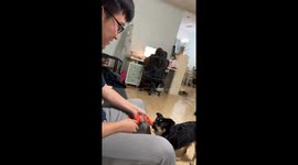 Man plays tug of war with Hovawart dog in Hubei, China