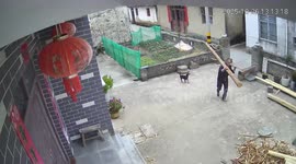 Heavy log falls on small dog in Anhui, China