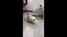 Ragdoll cat walks with face covered in socks in Henan, China