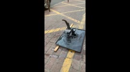 Magpie takes a playful bath in Liaoning, China