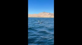 Seagull enjoys a free ride on a whale shark in Los Angeles Bay, California, USA