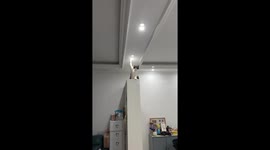 Cat curiously touches ceiling light in Sichuan, China