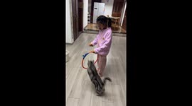 American Shorthair cat performs tricks in Beijing, China