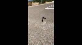 Mole Snake: Survives High-Speed Car Impact in South Africa (Graphic)