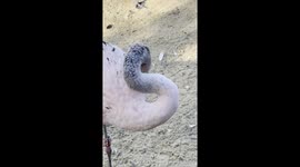 The beautiful Chilean Flamingos can be heard cupping to each other in the gorgeous sunny morning