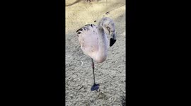 The beautiful Chilean Flamingos can be heard cupping to each other in the gorgeous sunny morning