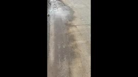 Newborn kittens placed in the garbage are rescued by passing animal lover