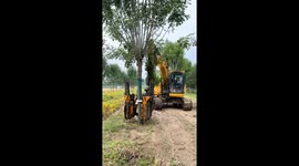 Excavator transplants tree without damaging roots in Shandong, China