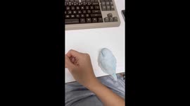 Parrot moves closer to owner in South Korea