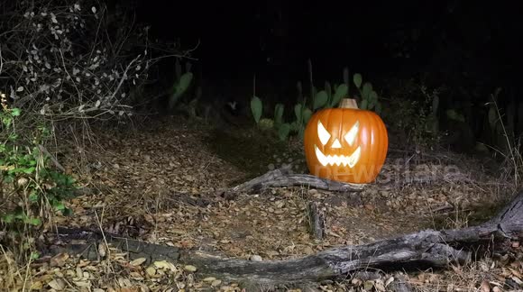 Skunk walks by Jack-O-Lantern set up