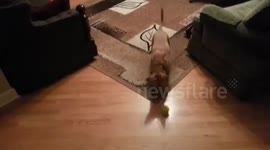 Funny dog knows how to kick ball