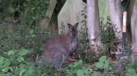 Wallaby spotted in Highgate Cemetery