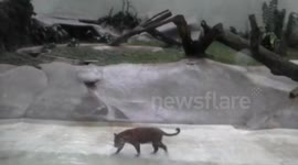 Jaguar snatches Heron out of the air at Sao Paulo Zoo