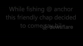 Close encounter with a southern right whale, South Africa