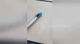 Man finds unpleasantly large spider while cleaning swimming pool