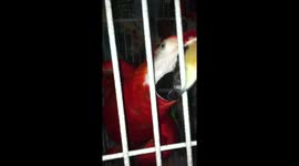 Talking Macaw