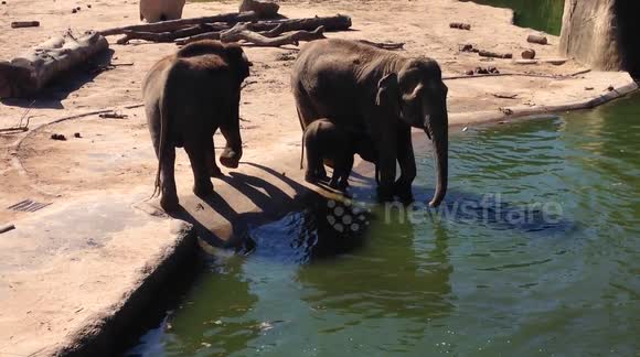 Elephants at Cologne Zoo 'take a bath'